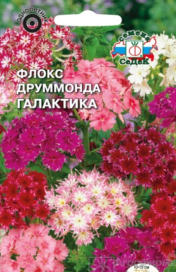 Флокс друммонди Галактика звездчатая смесь, 25см, однол 0,1гр Седек/ЦВ
