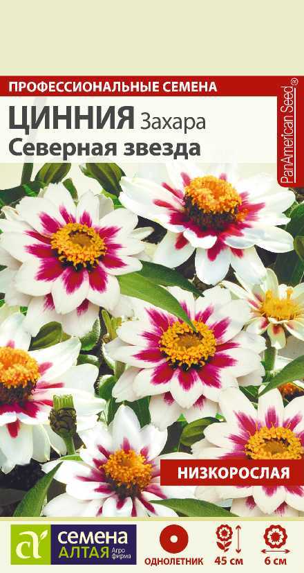 Цинния Захара Северная Звезда карлик, малиновый центр, белый край, 45см, однол 5шт СА/ЦВ 1/10