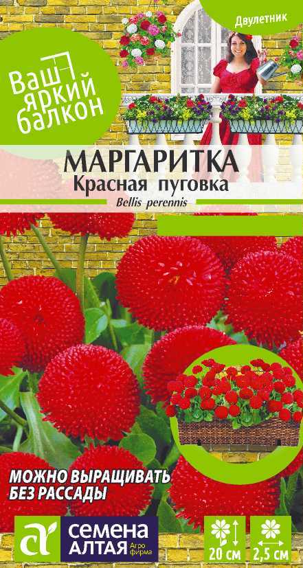 Маргаритка Красная Пуговка помпонная, рубиновая, 20см, двул 0,05гр/0,02гр СА/ЦВ