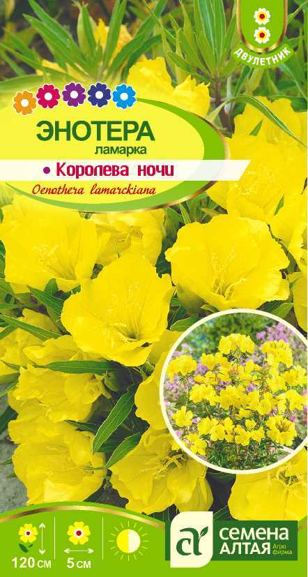 Энотера Королева Ночи ламарка, лимонно-желтая, 120см, мног 0,3гр СА/ЦВ