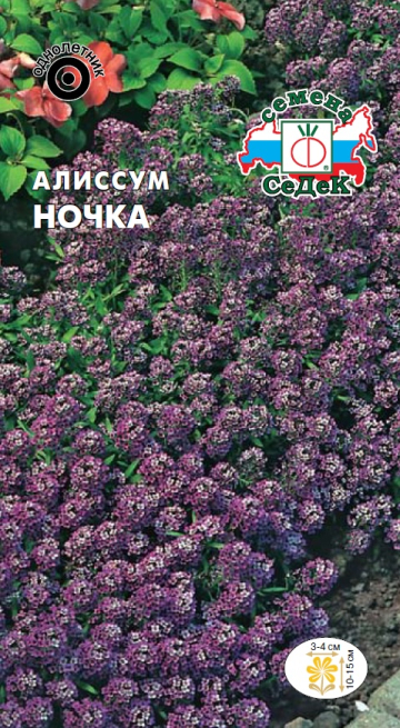Алиссум Ночка морской, фиолетовый, 10-15см, однол 0,1гр Седек/ЦВ