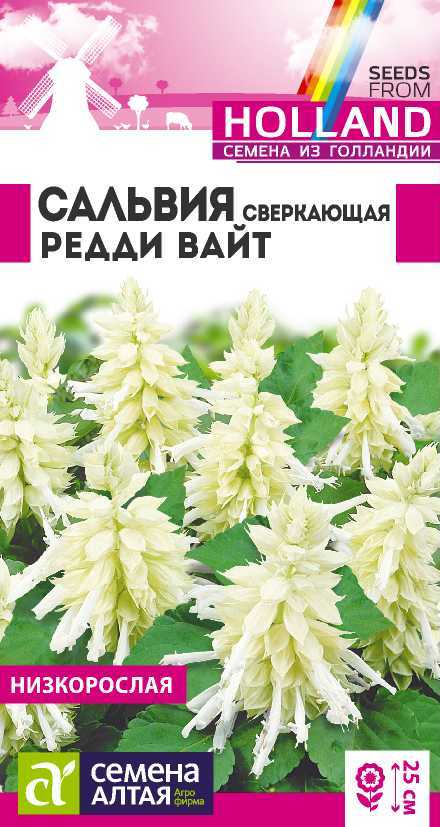 Сальвия Редди Вайт сверкающая, 25см, однол 5шт СА/ЦВ