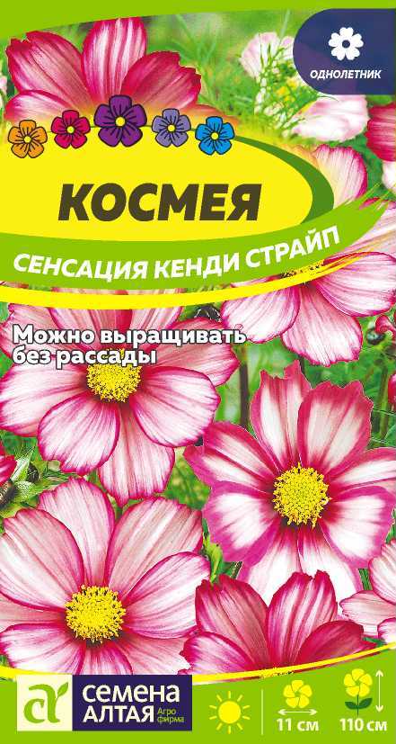 Космея Сенсация Кенди Страйп переход от белой в центре к розов по краям, 110см 0,5гр
