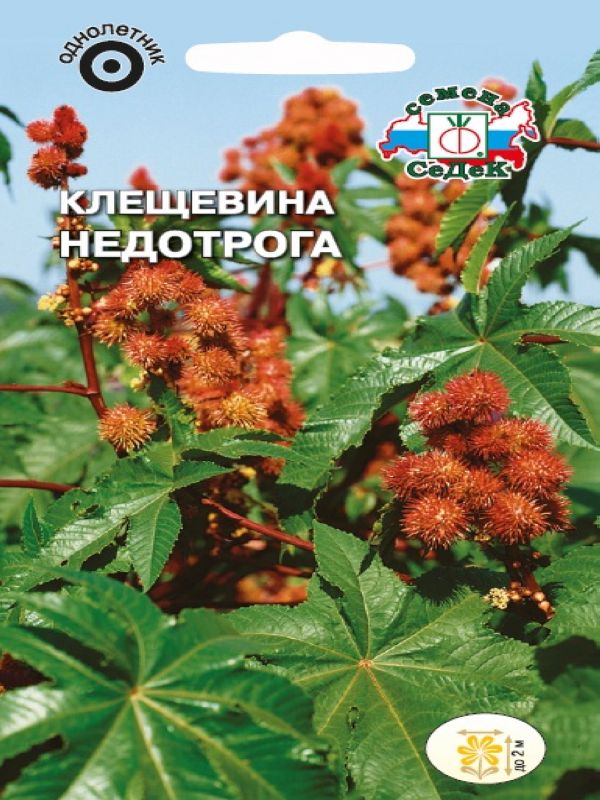 Клещевина Недотрога зеленая, до 2м 2гр Седек/ЦВ