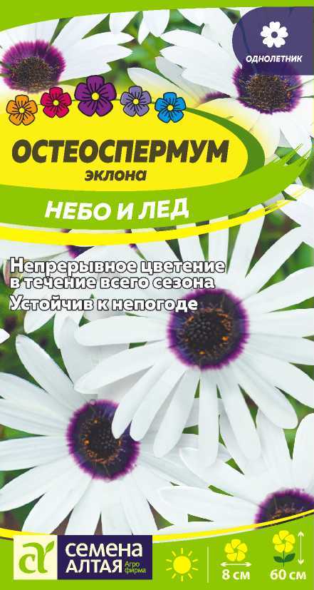 Остеоспермум Небо и Лед белые язычковые цветки и синий центр, 40-50см 0,1гр СА/ЦВ