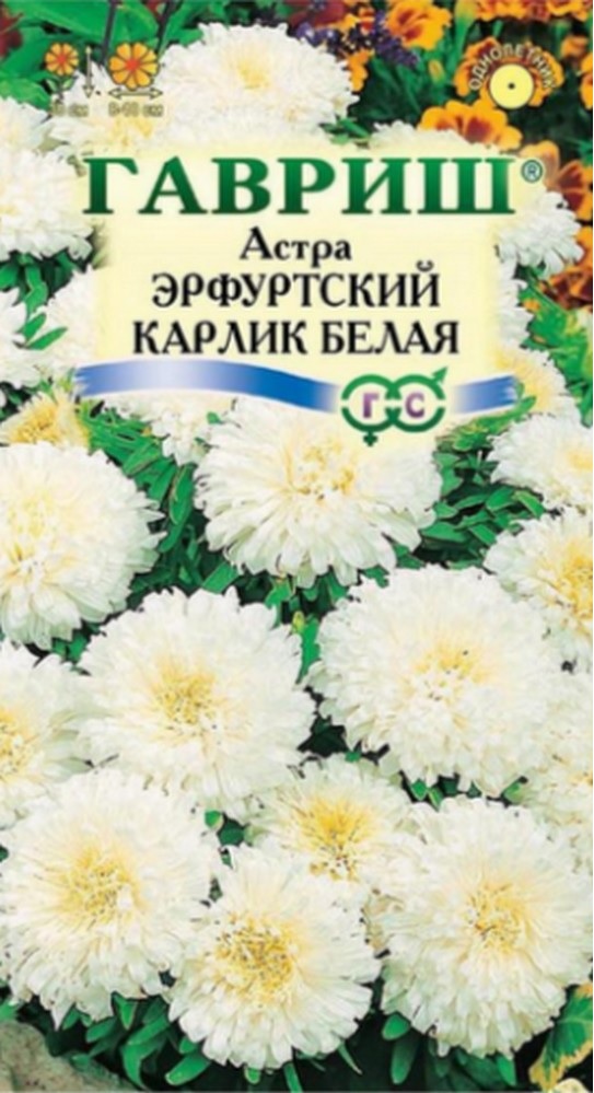 Астра Эрфуртский Карлик Белая, помпон махр, 30см 0,3гр Гавриш/ЦВ 1/10