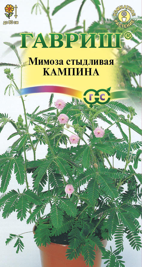 Мимоза Кампина стыдливая, 80см 0,1гр Гавриш/ЦВ