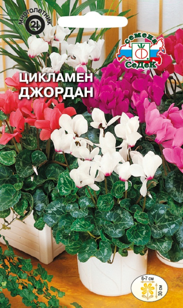 Цикламен персидский Джордан смесь, 30см 5шт Седек/ЦВ