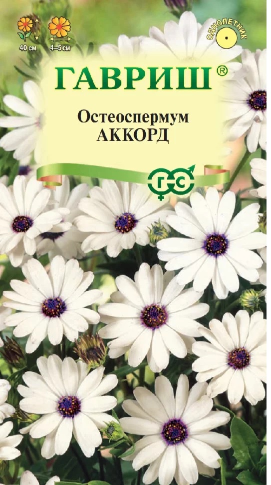 Остеоспермум Аккорд белый, 70-100см, однол 0,1гр