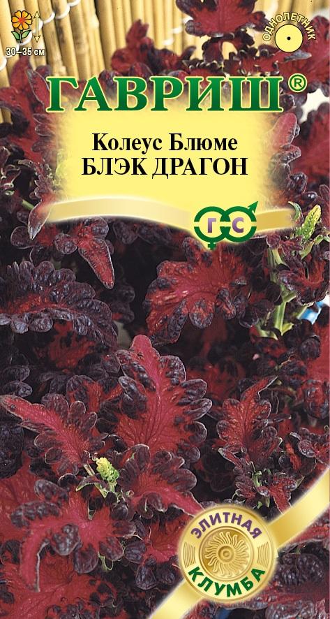 Колеус Блэк Драгон темно-бордовый, 30-35см, однол 4шт Гавриш/ЦВ
