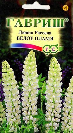 Люпин Рассела Белое Пламя до 100см 0,5гр.