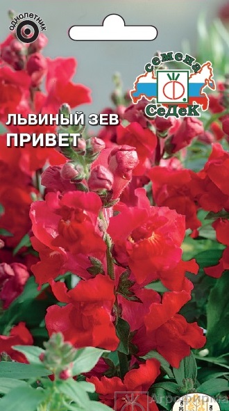 Львиный зев низкор Привет карлик, темно-красный, 30см, однол 0,1гр Седек/ЦВ