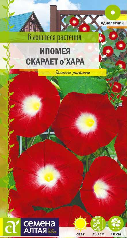Ипомея Скарлет О' Хара вьющ, красная с белым горлом, 2,5м, однол 0,5гр СА/ЦВ