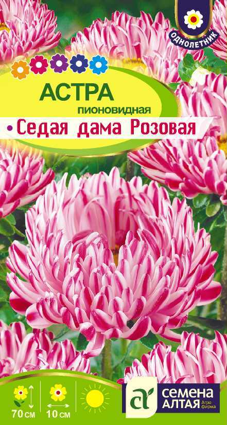 С Ц Астра Седая Дама Розовая пионовид, махр, 70см, однол 0,2гр СА/ЦВ