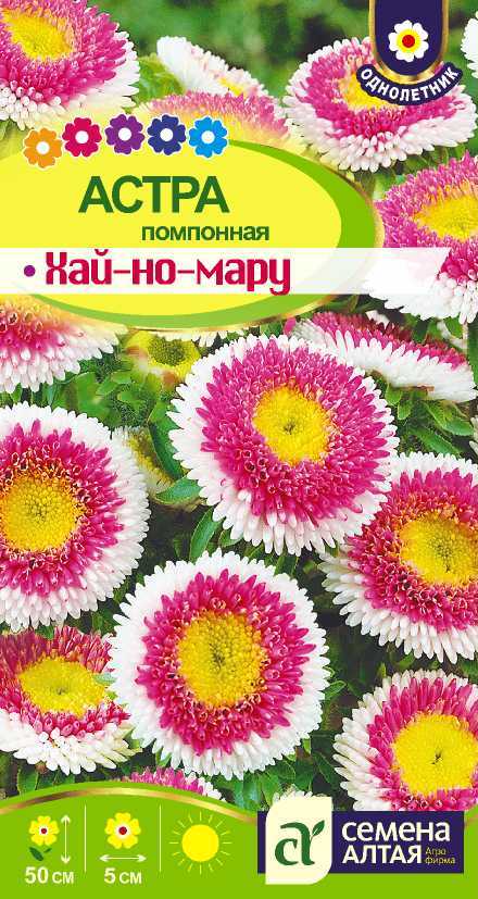 С Ц Астра Хай-Но-Мару помп, махр, красно-малиновая с белым краем, 50см, однол 0,15гр СА/ЦВ