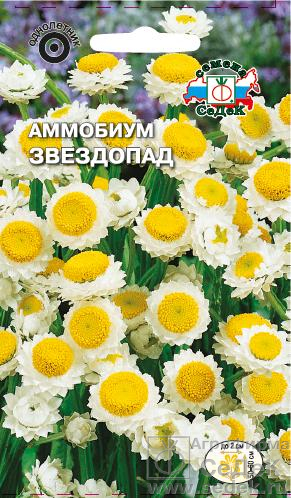 Аммобиум Звездопад крылатый, серебристо-белый, 50-60см 0,2гр Седек/ЦВ