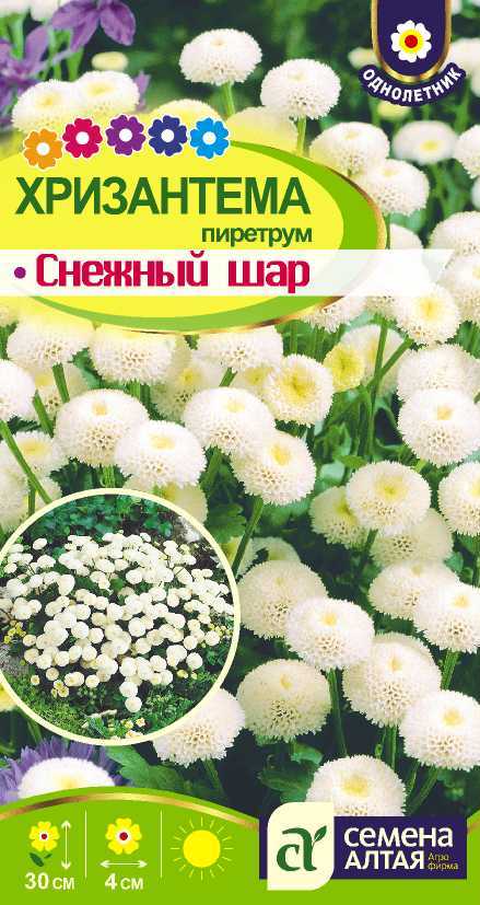Хризантема Снежный Шар пиретрум, махровая белая, 30см, однол 0,01гр СА/ЦВ