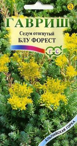 Седум (Очиток) Блу Форест отогнутый, золотисто-желтый, до 15см, мног 0,01гр Гавриш/ЦВ 1/10