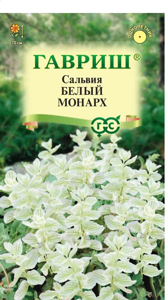 Сальвия Белый Монарх (хорминум) до 70см, однол 0,05гр Гавриш/ЦВ 1/10