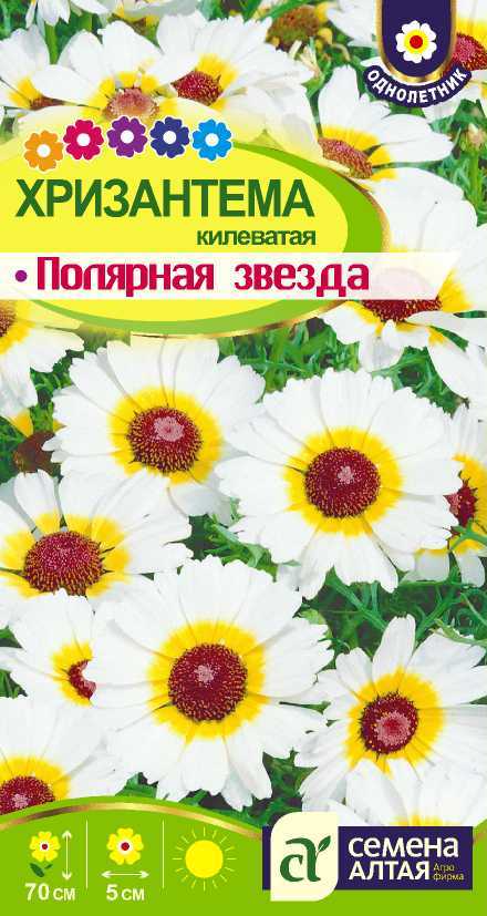 Хризантема Полярная Звезда килеватая, бледно-кремовая, до 70см 0,1гр СА/ЦВ