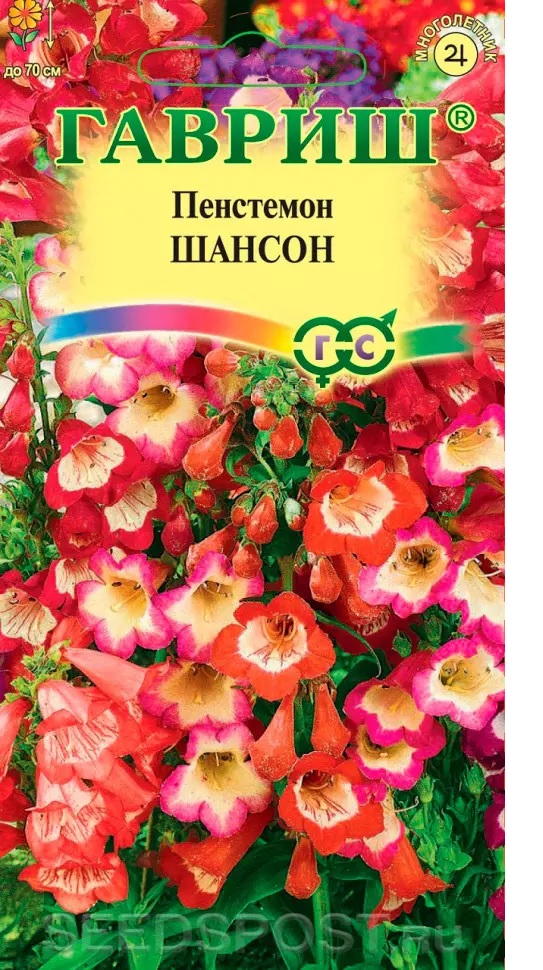 Пенстемон Шансон хартвега, до 70см, мног 0,1гр Гавриш/ЦВ 1/10