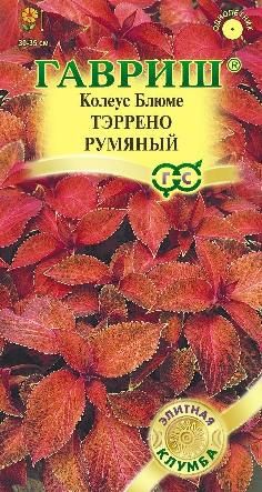 Колеус Тэррено Румяный 30-35см, однол 4шт Гавриш/ЦВ 1/10