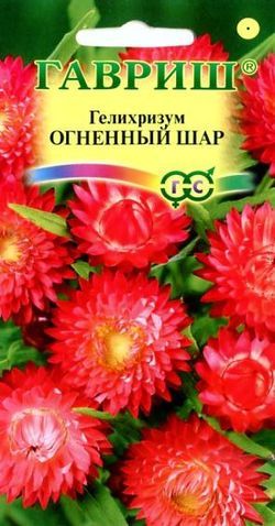 Гелихризум Огненный Шар ярко-красный, 70см 0,1гр Гавриш/ЦВ